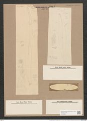 Pleurosigma angulatum var. elongatum (W.Sm.) V.H. (de-Toni-Nr.: Genus 13, Species 1001) Zeichnungen Sammlung Grunow Nr. 2012 (NHMW-BOT-W0368861)